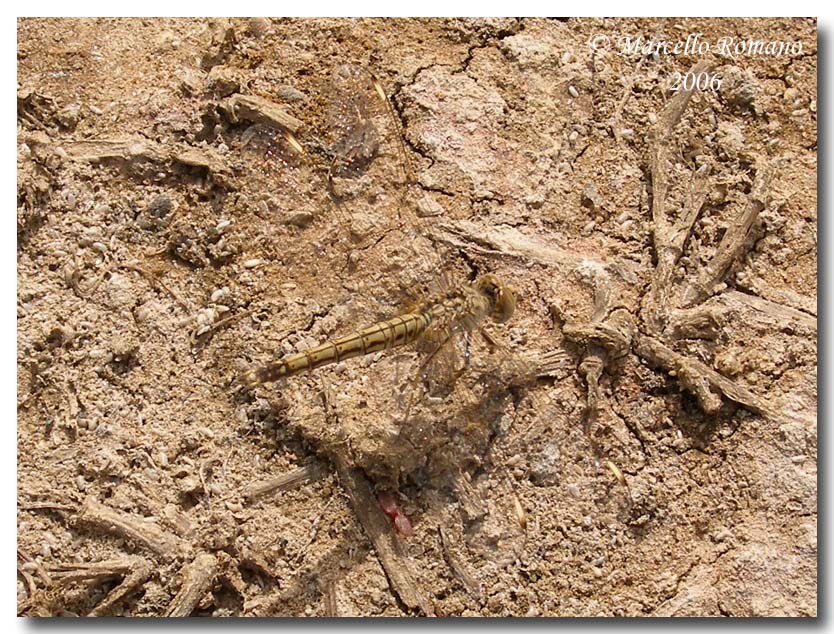 Brachythemis leucosticta: unimmigrazione a lieto fine